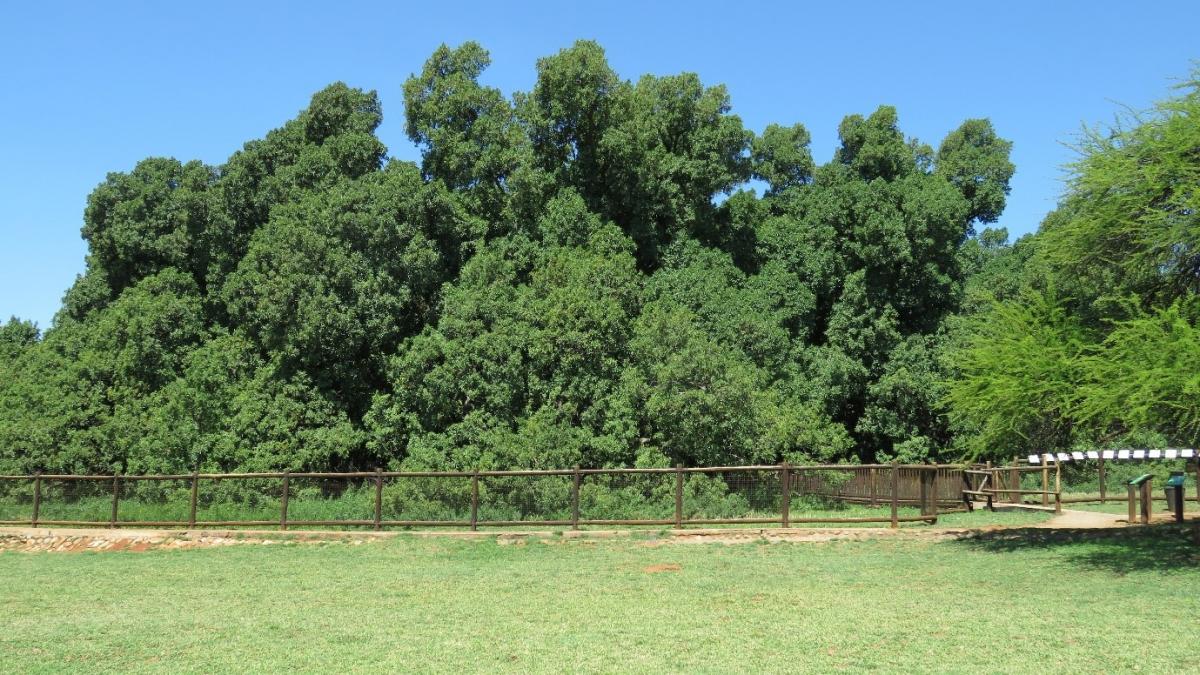 The 'Wonderboom’ surrounded by its protective fence. 